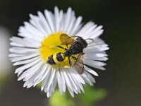 Cerceris rybyensis 19, Groefbijendoder, Saxifraga-Tom Heijnen