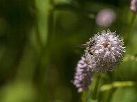 Cerceris rybyensis 24, Groefbijendoder, Saxifraga-Jan van der Straaten