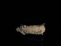 Cerceris rybyensis 3, Gewone graafbijendoder, larva, Saxifraga-Frits Bink