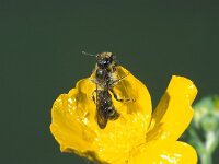 Chelostoma florisomne 4, Ranonkelbij, make, Saxifraga-Frits Bink
