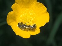 Chelostoma florisomne 6, Ranonkelbij, male, Saxifraga-Pieter van Breugel