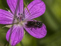 Chelostoma rapunculi 13, Grote klokjesbij, Saxifraga-Jan van der Straaten
