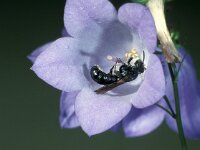 Chelostoma rapunculi 3, Grote klokjesbij, male, Saxifraga-Frits Bink