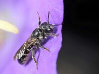 Chelostoma rapunculi 7, Grote klokjesbij, Saxifraga-Lieven Decrick