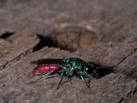 Chrysis ignita 2, Gewone goudwesp, Saxifraga-Pieter van Breugel
