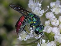 Chrysis ignita 01 #03882 : Chrysis ignita, Ruby-Tailed Wasp, Vuurgoudwesp
