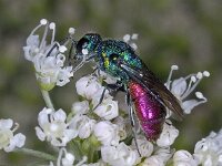 Chrysis ignita 01 #03884 : Chrysis ignita, Ruby-Tailed Wasp, Vuurgoudwesp