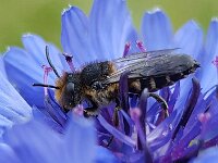 Coelioxys sp