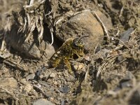 Colletes cunicularius 5, Grote zijdebij, Saxifraga-Willem van Kruijsbergen