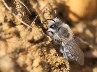 Colletes cunicularius 9, Grote zijdebij, Saxifraga-Lieven Decrick