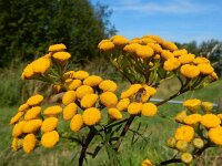 Colletes daviesanus 6, Wormkruidbij, Saxifraga-Peter Meininger