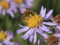 Colletes halophilus 4, Schorzijdebij, Saxifraga-Peter Meininger