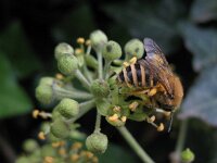 Colletes hederae 4, Klimopbij, Saxifraga-Rutger Barendse