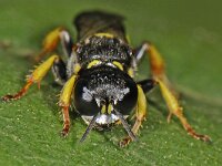 Crabro peltarius spec 01 #47599 : Kleine zeefwesp, Crabro peltarius, vrouwtje