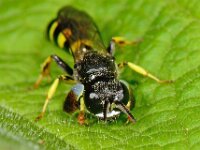 Crabro peltarius 12, Kleine zeefwesp, male , Saxifraga-Ab H Baas