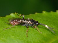 Crypteffigies lanius 2, Saxifraga-Ab H Baas