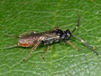 Cryptinae sp 5, Saxifraga-Ab H Baas