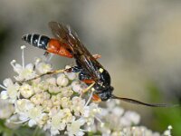Ctenichneumon panzeri