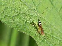 Ctenopelmatinae sp 6, Saxifraga-Tom Heijnen