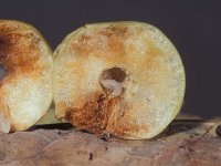 Cynips quercusfolii 4, Gewone eikengalwesp, Saxifraga-Frits Bink
