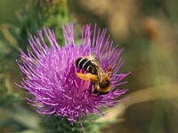 Dasypoda hirtipes 10, Pluimvoetbij, Saxifraga-Hans Dekker