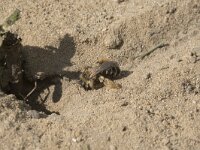 Dasypoda hirtipes 23, Pluimvoetbij, Saxifraga-Willem van Kruijsbergen