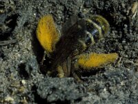 Dasypoda hirtipes 4, Pluimvoetbij, nest, Saxifraga-Pieter van Breugel