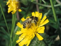 Dasypoda hirtipes 6, Pluimvoetbij, female, Saxifraga-Pieter van Breugel