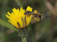Dasypoda hirtipes 9, Pluimvoetbij, male, Saxifraga-Peter Meininger