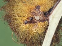 Diplolepis rosae 2, Rozegalwesp, larvae, Saxifraga-Frits Bink