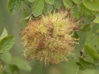 Diplolepis rosae 5, Rozenmosgalwesp, gal, Saxifraga-Willem van Kruijsbergen