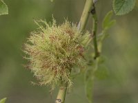 Diplolepis rosae 6, Rozenmosgalwesp, gal, Saxifraga-Willem van Kruijsbergen