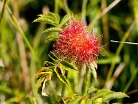 Diplolepis rosae 7, Rozenmosgalwesp, Saxifraga-Bart Vastenhouw