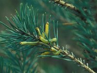 Diprion pini 2, Dennebladwesp, Saxifraga-Frits Bink