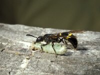 Discoelius zonalis 3, Behangerswesp, female, Saxifraga-Pieter van Breugel