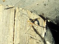 Dolichomitus mesocentrus 2, Saxifraga-Frits Bink