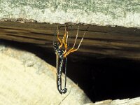 Dolichomitus mesocentrus 3, Saxifraga-Frits Bink