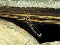 Dolichomitus mesocentrus 4, Saxifraga-Frits Bink