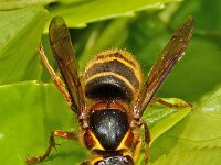 Dolichovespula media 12, Middelste wesp, Saxifraga-Ab H Baas