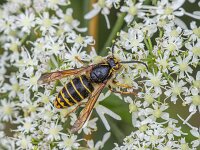 Dolichovespula media 13, Middelste wesp, Saxifraga-Bart Heijne : 2025, Dolichovespula media, Hymenoptera, KNNV, Renkumse Benedenwaard, Vespidae, insect, inventarisatie, juli, middelste wesp, zomer