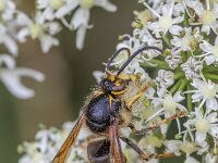 Dolichovespula media 14, Middelste wesp, Saxifraga-Bart Heijne : 2025, Dolichovespula media, Hymenoptera, KNNV, Renkumse Benedenwaard, Vespidae, insect, inventarisatie, juli, middelste wesp, zomer