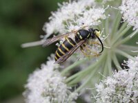 Dolichovespula saxonica 2, Saksische wesp, Saxifraga-Rutger Barendse
