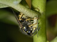 Dolichovespula saxonica #02699 : Dolichovespula saxonica, Saksische wesp, Prey Graphocephala fennahi