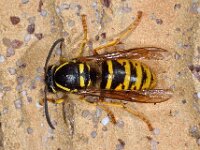 Dolichovespula saxonica 6, Saksische wesp, Saxifraga-Ab H Baas