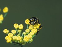 Ectemnius continuus 2, Saxifraga-Frits Bink