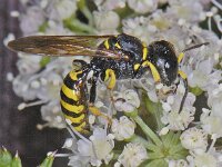 Ectemnius lituratus 01 #08815 : Ectemnius lituratus, Blokhoofd wesp