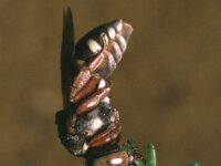 Epeolus cruciger 3, Heideviltbij, Saxifraga-Pieter van Breugel