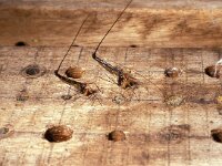 Ephialtes manifestator 2, Saxifraga-Pieter van Breugel