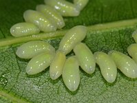 Eulophus ramicornis