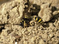 Eumenes papillarius 5, Urntjeswesp, Saxifraga-Pieter van Breugel
